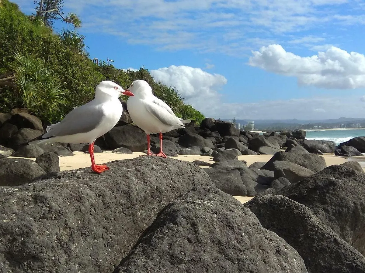 Meridian Tower Kirra Beach Coolangatta Australien